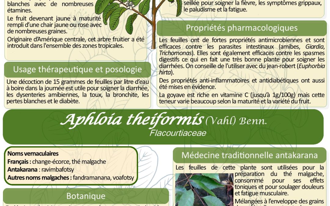 Affiche  Goyavier Psidium guajava – Aphloia theiformis  Madagascar 2008