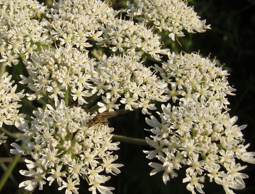 Grande berce – Heracleum sphondylium