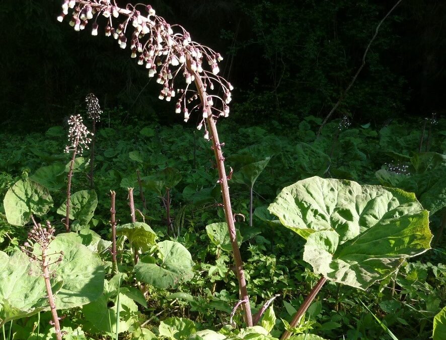 Petasite – Petasites hybridus