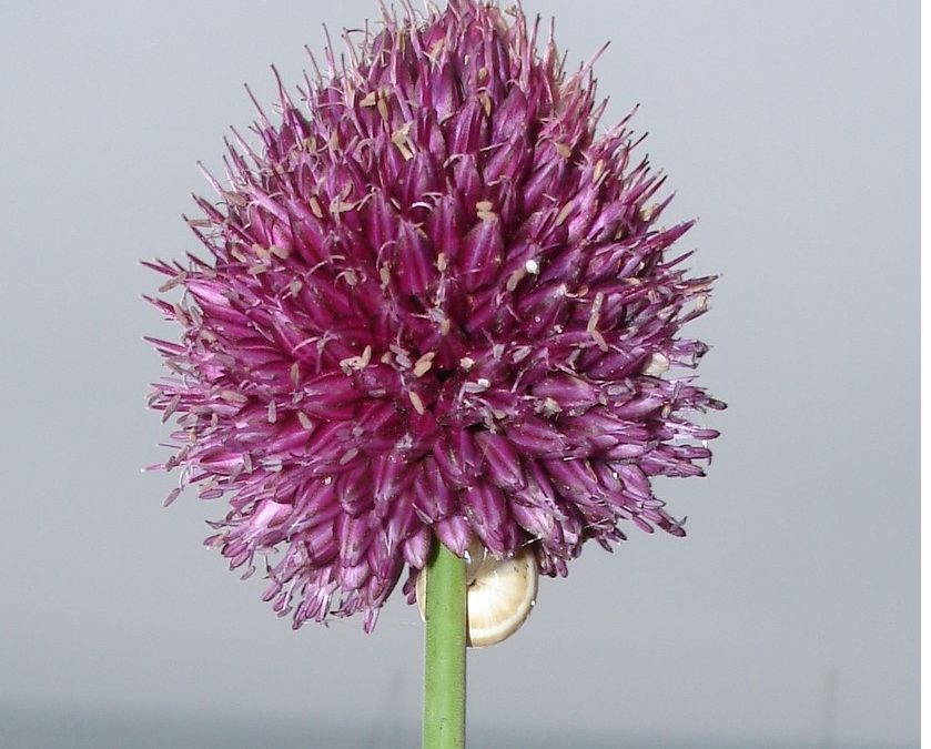 Ail à tête ronde – Allium sphaerocephalon – Plante littoral