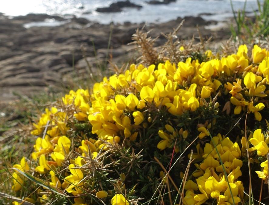 Ajonc maritime – Ulex europaeus var. maritimus – Plante littoral