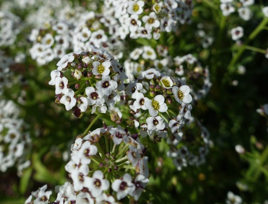 Allyson – Lobularia maritima – Plante littoral