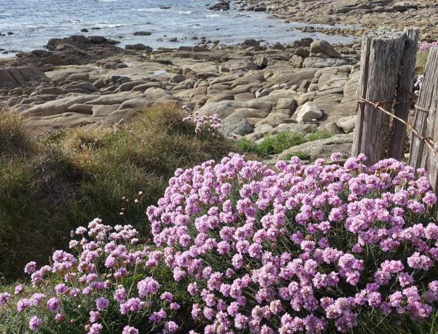 Armérie maritime – Armeria maritima – Plante littoral