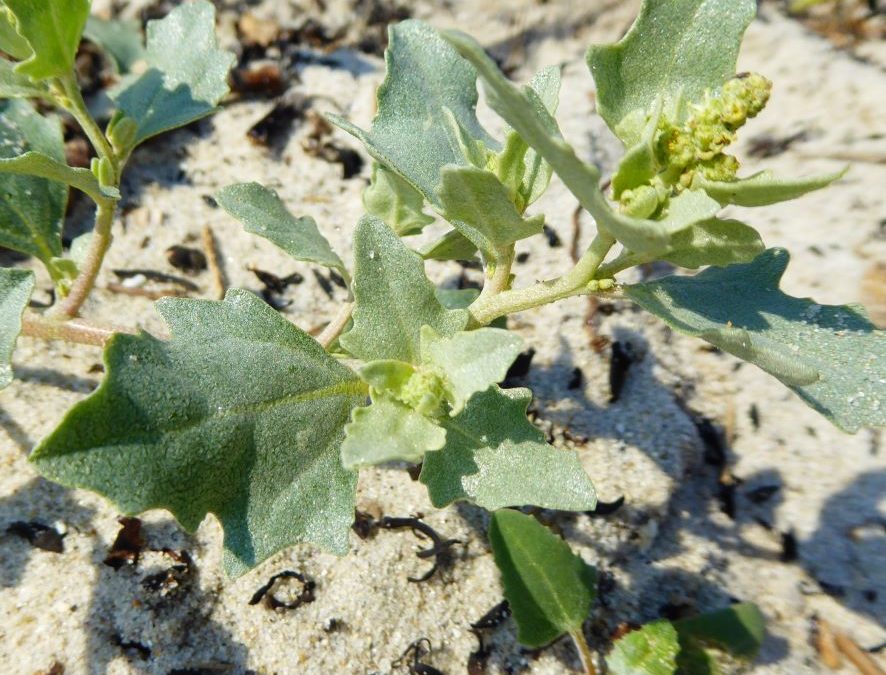 Arroche des sables – Atriplex laciniata – Plante littoral