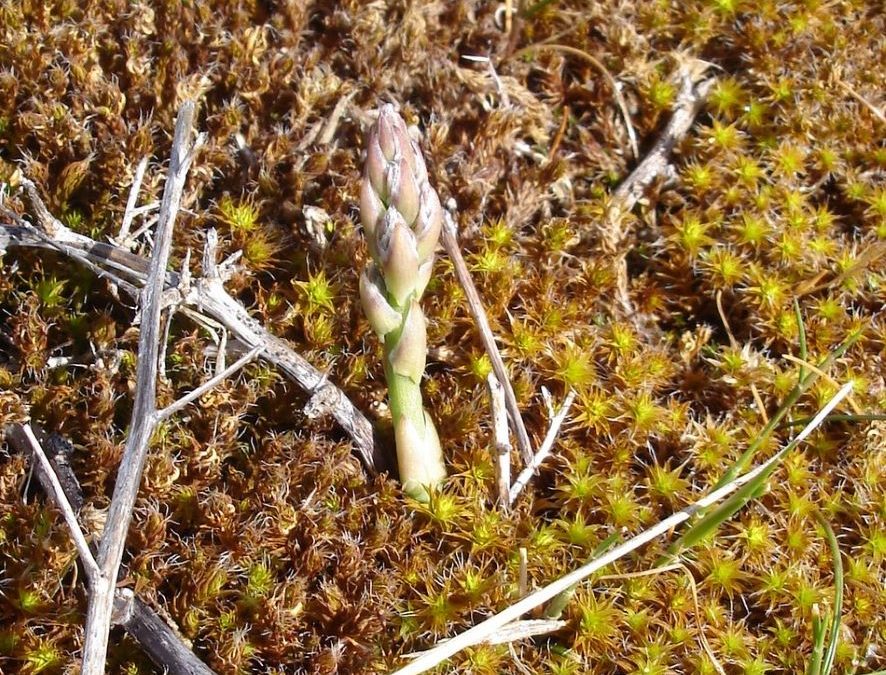 Asperge des sables – Asparagus officinalis aff. prostatus – Plante du littoral