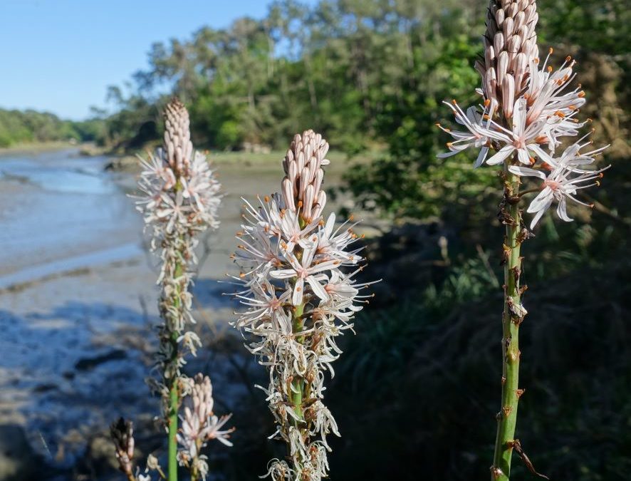 Asphodèle d’Arrondeau – Asphodelus macrocarpus var. arrondeaui – Plante littoral