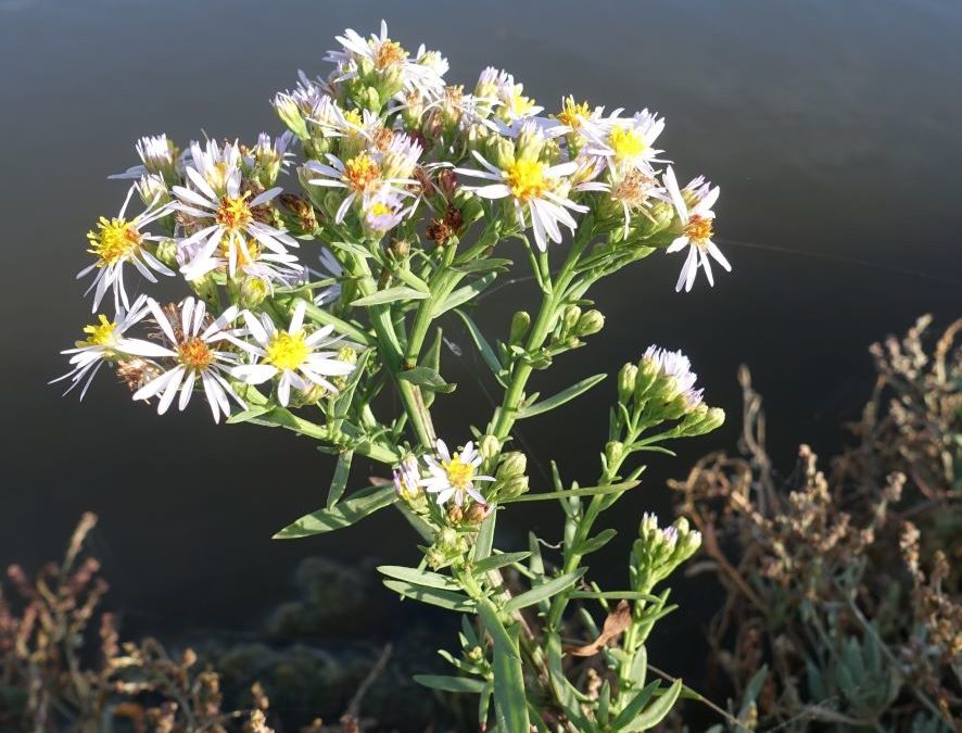 Aster maritime – Aster tripolium – Plante littoral