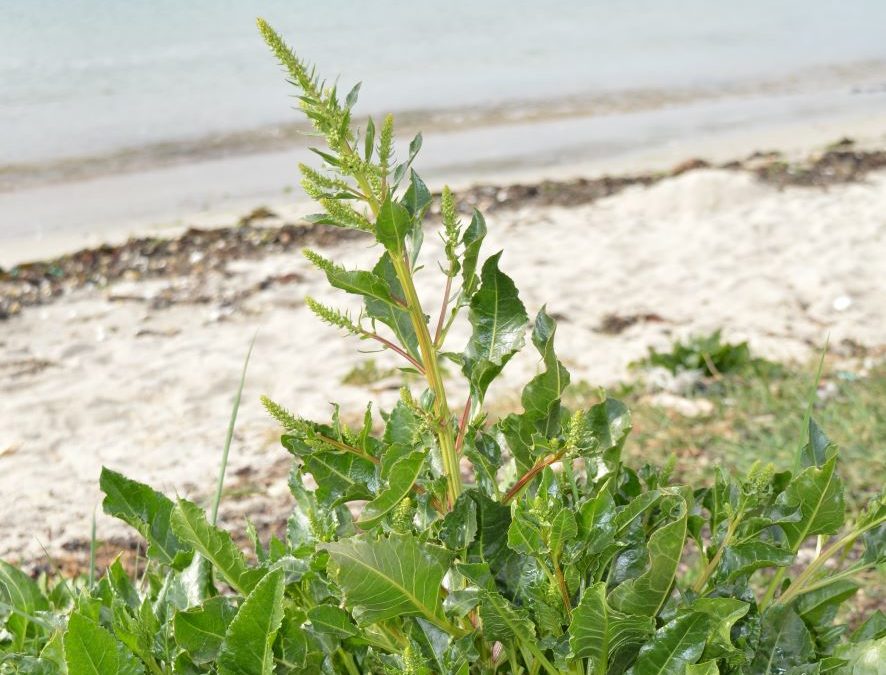 Bette Betterave maritime – Beta vulgaris subsp. maritima – Plante littoral