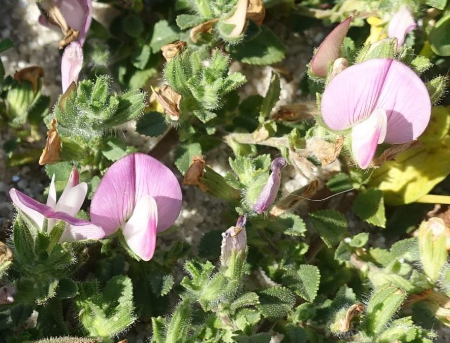 Bugrane maritime – Ononis repens subsp. maritima – Plante littoral