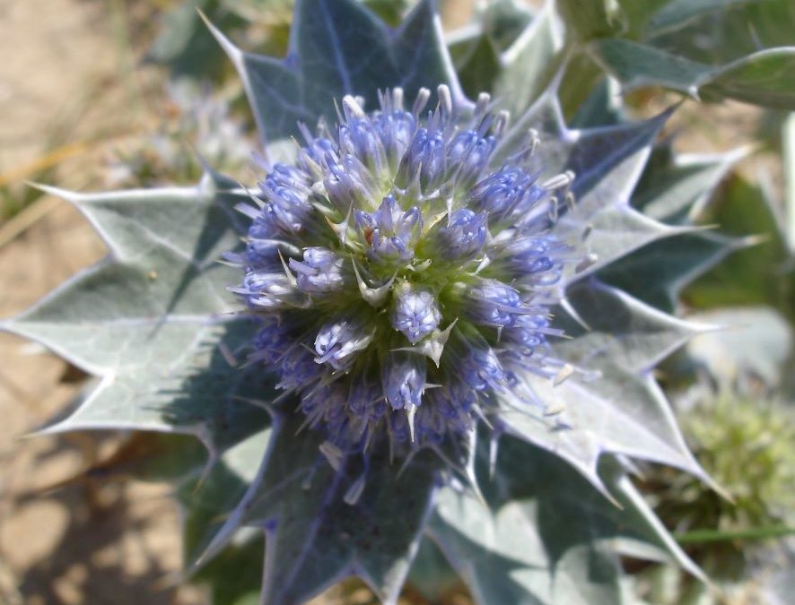 Chardon bleu des dunes – Eryngium maritimum – Plante littoral