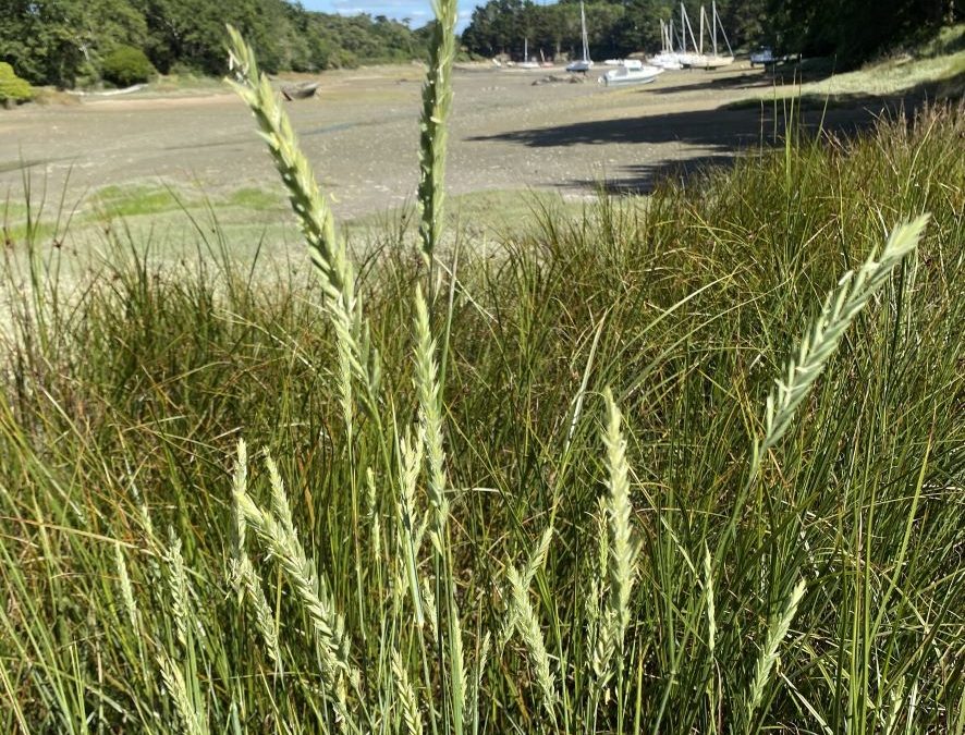 Chiendent du littoral – Elymus pycnanthus – Plante littoral