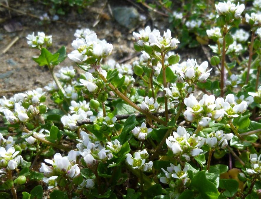 Cochléaire du Danemarck – Cochlearia danica – Plante littoral