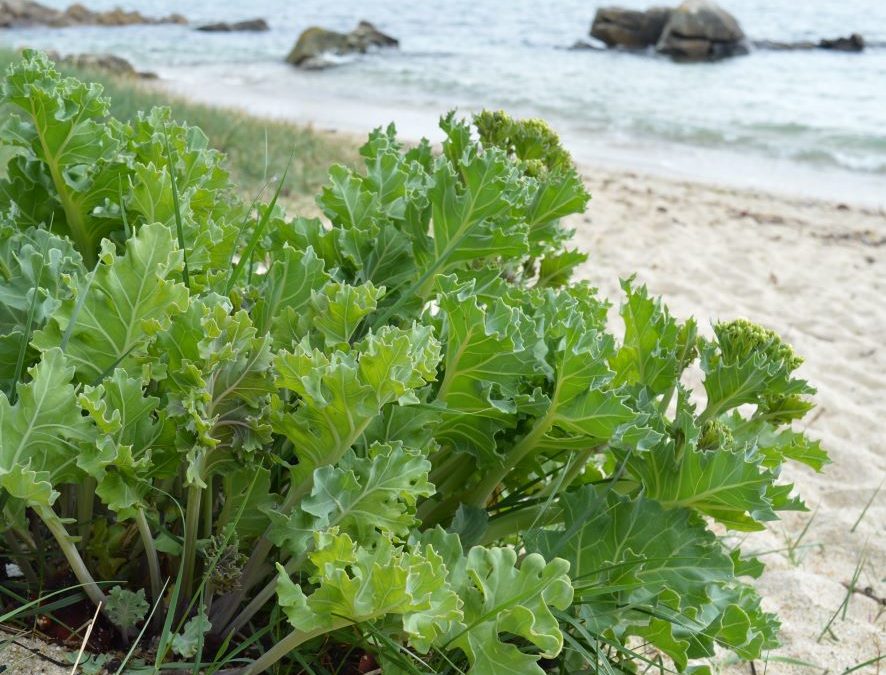 Crambé maritime, chou marin – Cambre maritima – Plante littoral