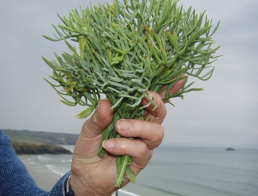 Criste marine – Crithmum maritimum – Plante littoral