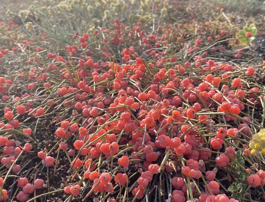 Ephédra des dunes – Ephedra distachya – Plante littoral