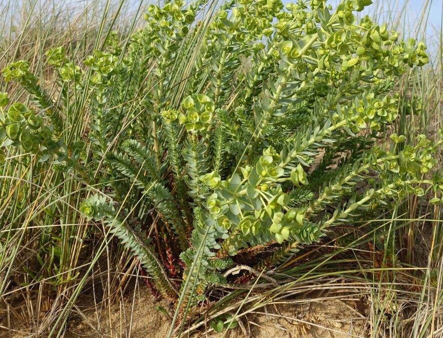 Euphorbe des dunes – Euphorbia paralias – Plante littoral