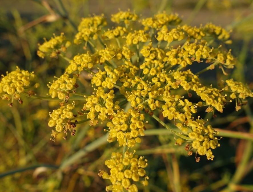 Fenouil maritime – Foeniculum vulgare – Plante littoral