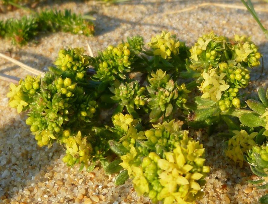 Gaillet des sables – Galium arenarium – Plante littoral