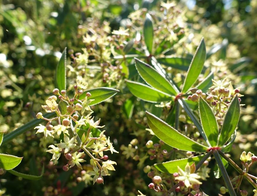 Garance voyageuse – Rubia peregrina – Plante littoral