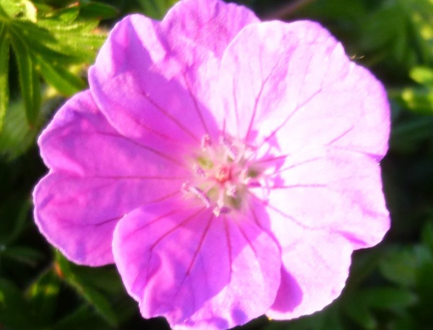 Géranium sanguin – Geranium sanguineum – Plante littoral