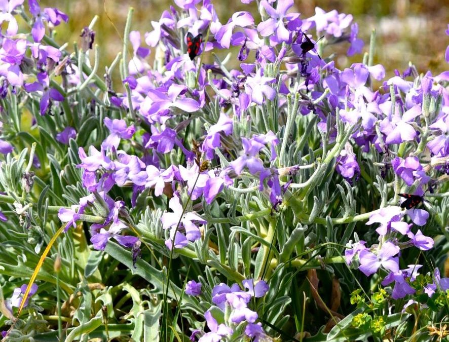 Giroflée des dunes matthiole – Matthiola sinuata – Plante littoral