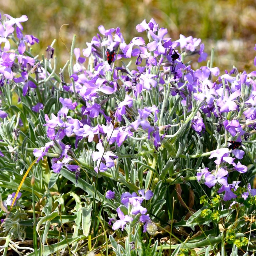 Giroflée des dunes matthiole - Matthiola sinuata - Plante littoral ...