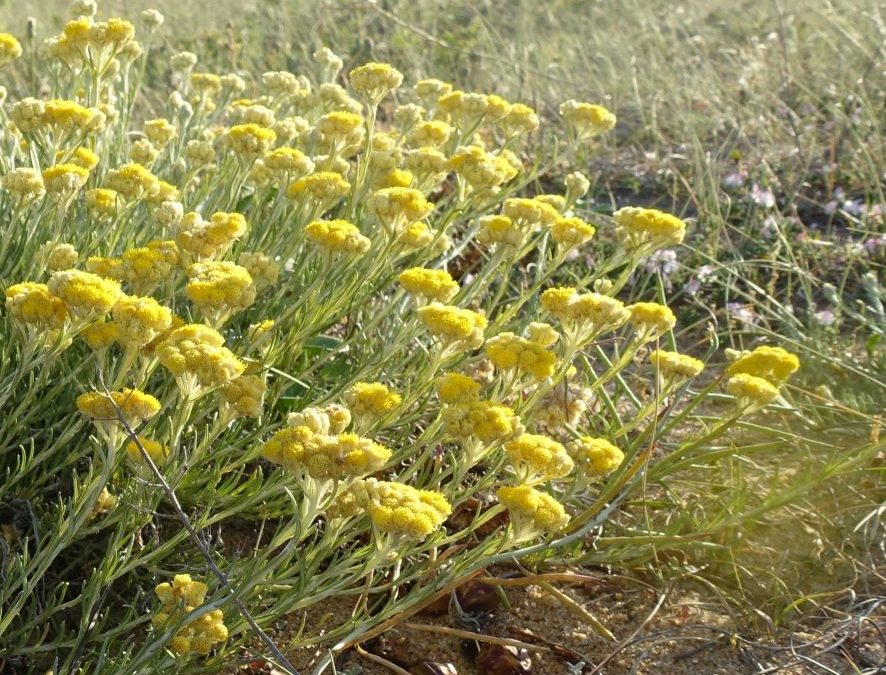 Immortelle des sables – Helichrysum staechas – Plante littoral