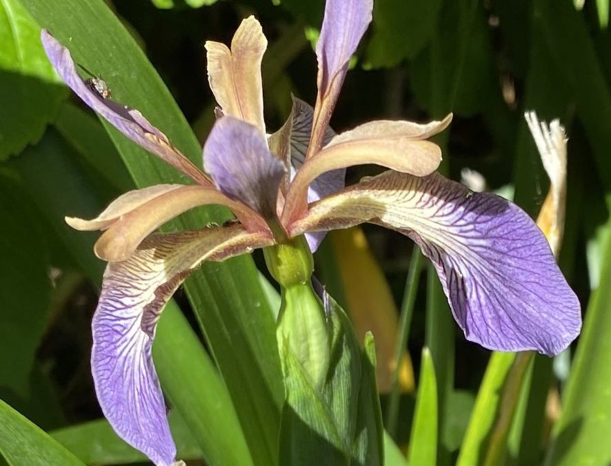 Iris fétide – Iris foetidissima – Plante littoral