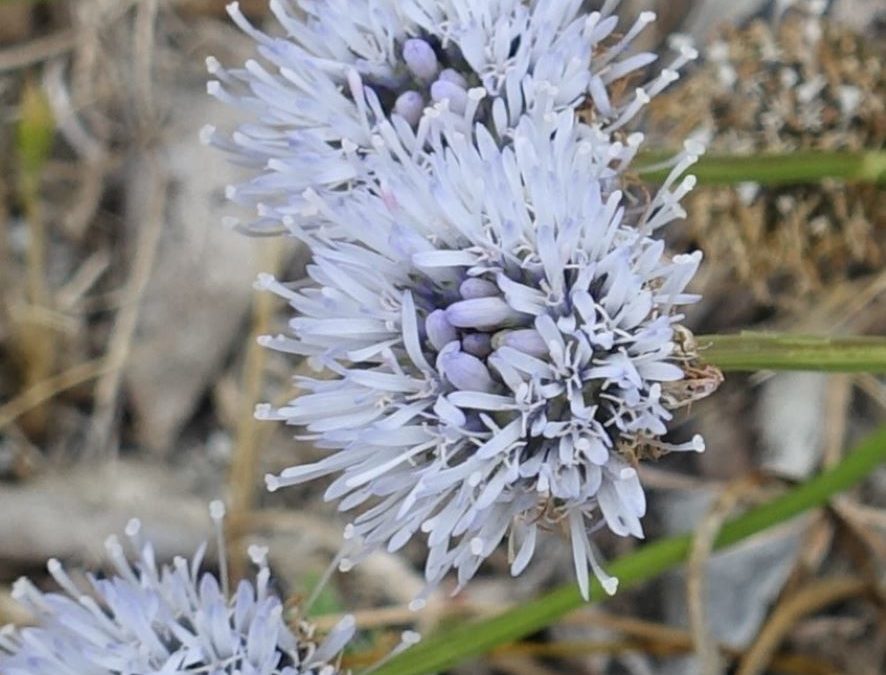 Jasione maritime – Jasione crispa subsp. maritima – Plante littoral