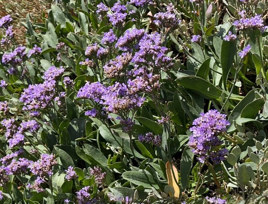 Lavande de mer – Limonium vulgare – Plante littoral