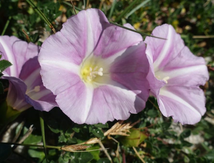 Liseron des dunes – Calystegia soldanella – Plante littoral