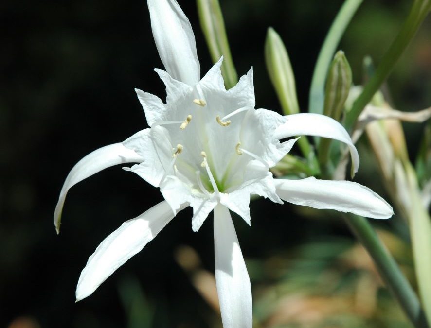 Lys de mer – Pancratium_maritimum – Plante littoral