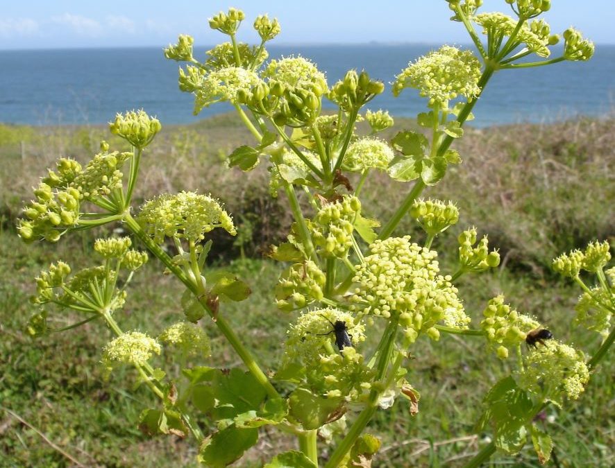 Maceron – Smyrnium olusatrum – Plante littoral