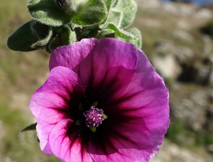 Mauve maritime – Malva arborea – Plante littoral