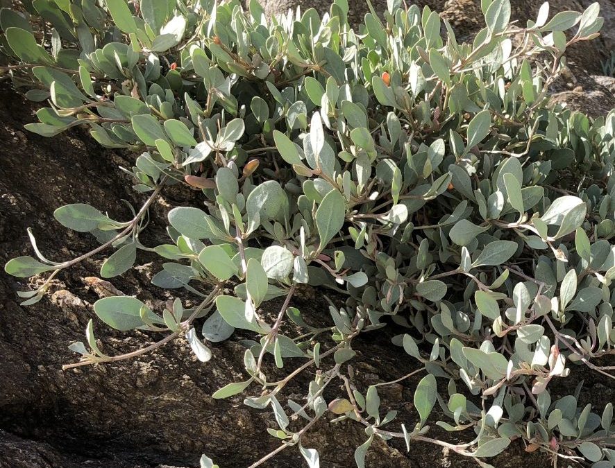 Obione faux pourpier – Halimione portulacoides – Plante littoral