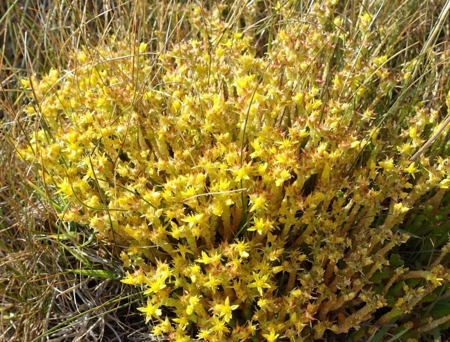 Orpin âcre – Sedum acre – Plante littoral