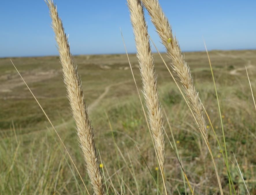 Oyat des sables – Ammophila arenaria – Plante littoral