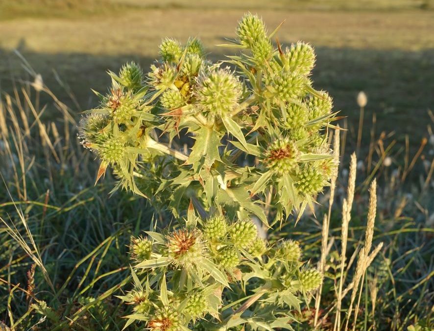 Panicaut commun chardon Roland – Eryngium campestre – Plante littoral