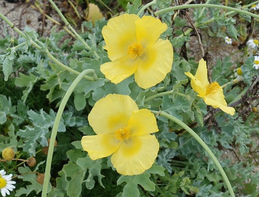 Pavot cornu – Glaucium flavum – Plante littoral