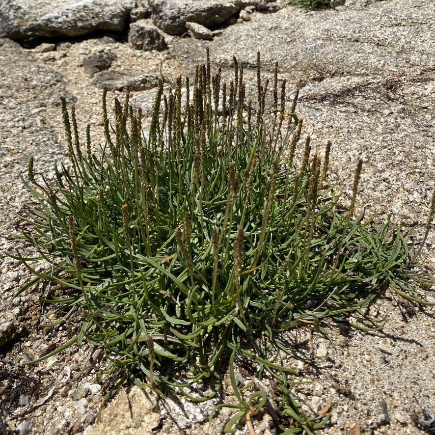 Plantain maritime - Plantago maritima - Plante littoral - Ethnobotanika