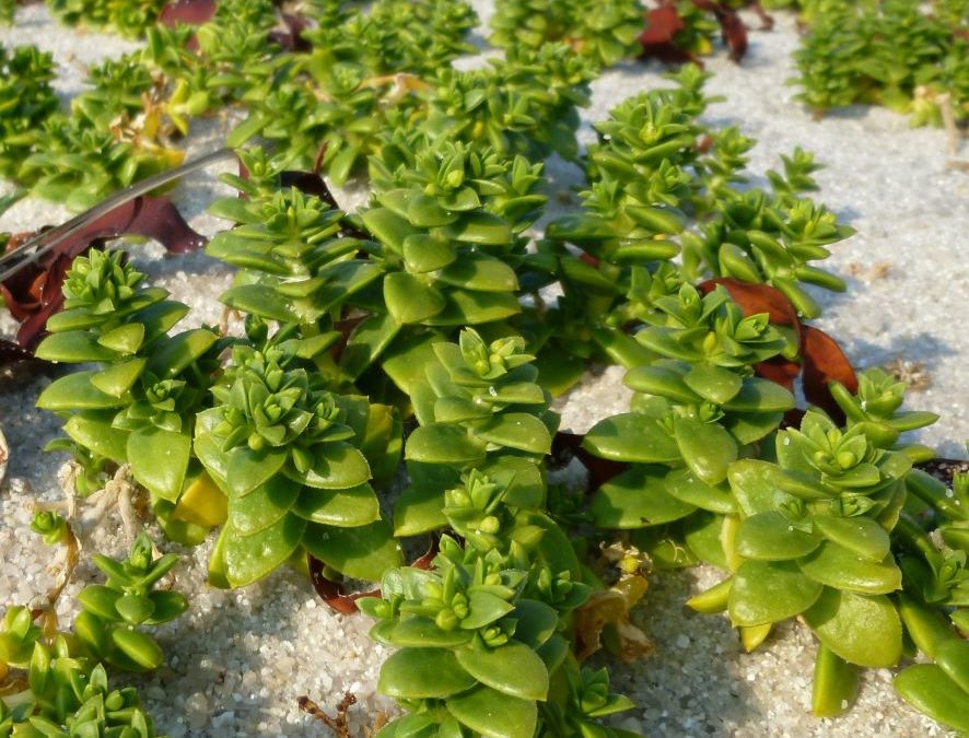 Pourpier de mer – Honckenya peploides – Plante littoral