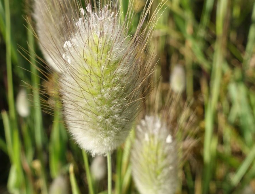 Queue de lièvre – Lagurus ovatus – Plante littoral