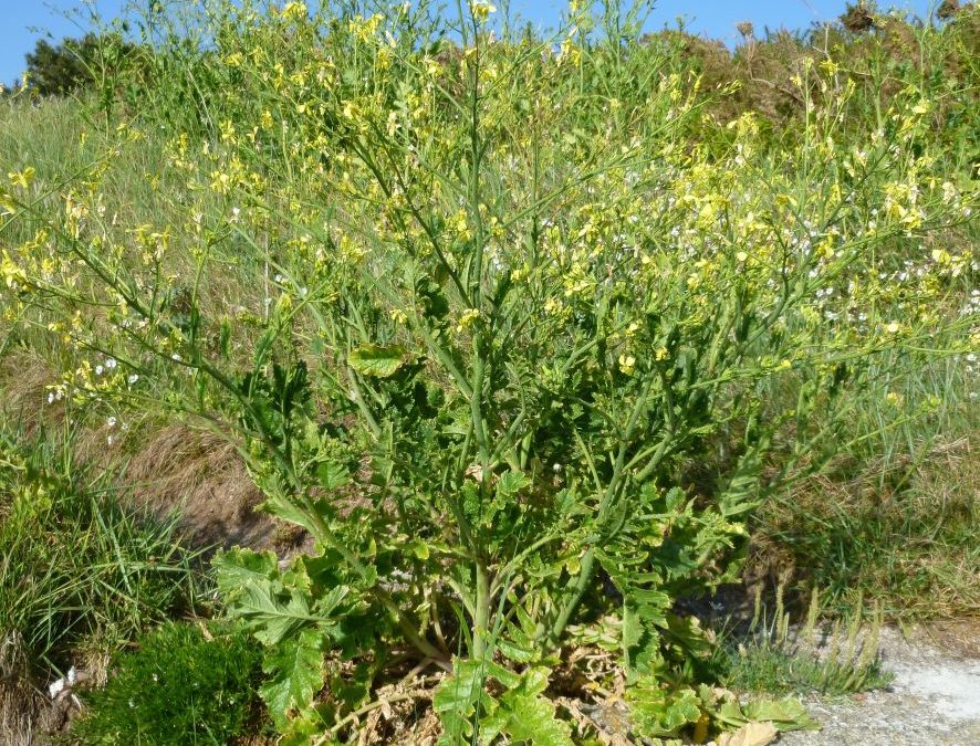 Ravenelle maritime – Raphanus raphanistrum – Plante littoral