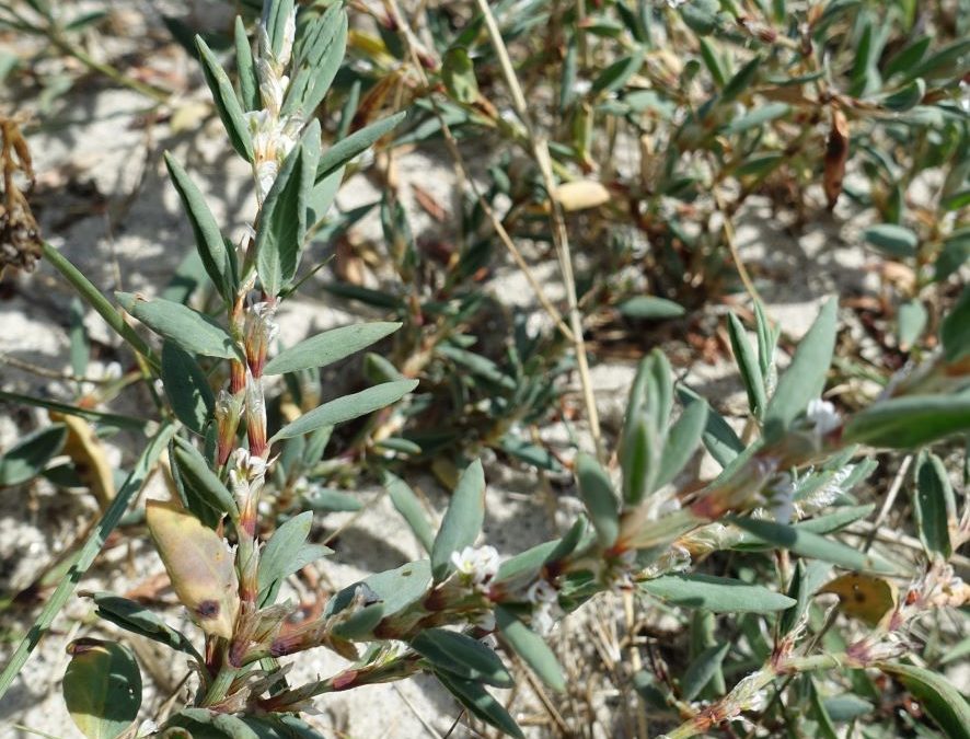 Renouée maritime – Polygonum maritimum – Plante littoral