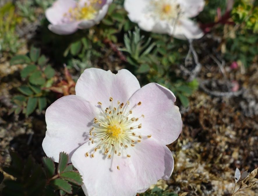 Rosier pimprenelle – Rosa pimpinellifolia – Plante littoral