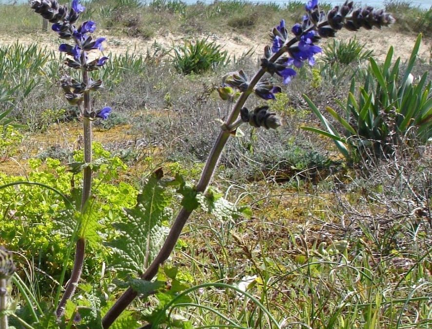 Sauge verveine – Salvia verbenaca – Plante littoral