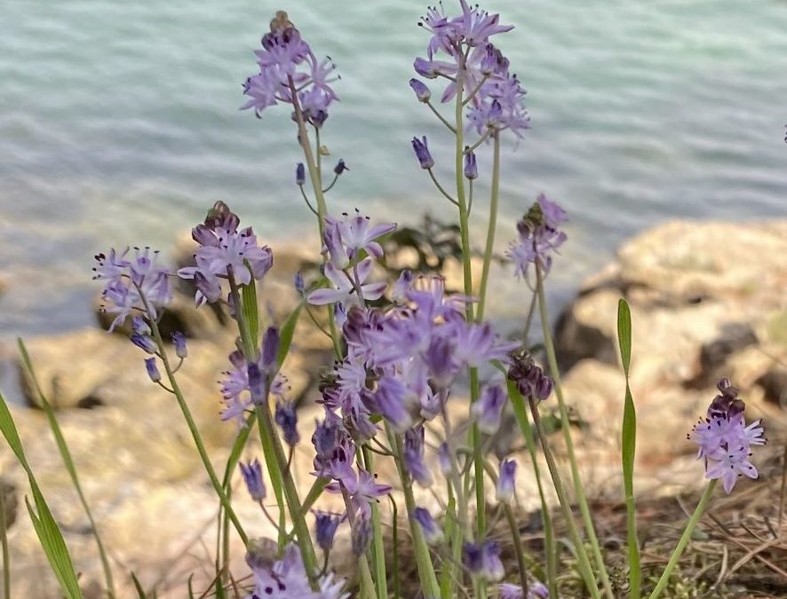 Scille jacinthe d’automne – Scilla autumnalis – Plante littoral