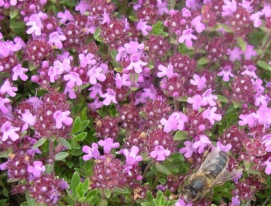 Serpolet des dunes – Thymus praecox subsp. articus – Plante littoral