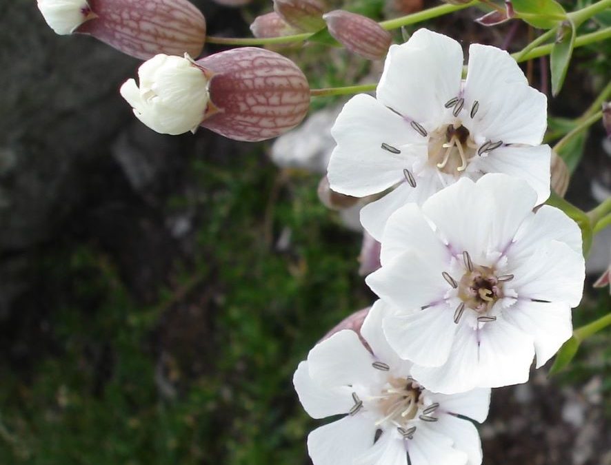 Silène maritime – Silene vulgaris subsp. maritima – Plante littoral