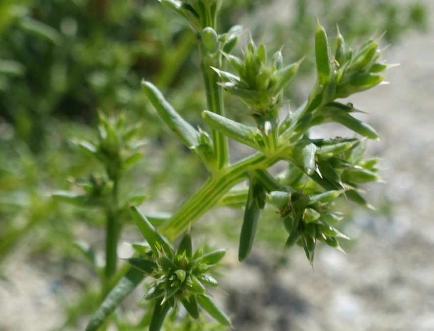 Soude brûlée – Salsola kali – Plante littoral